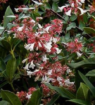 Abélia x 'Grandiflora'