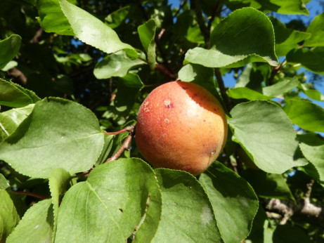 Abricotier/ Prunus 'Murlasines®'