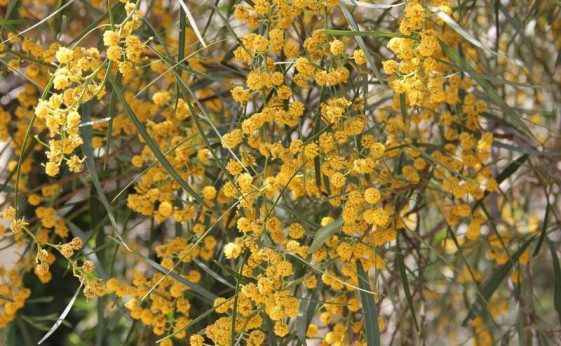 Acacia retinoïdes / Mimosa des 4 saisons