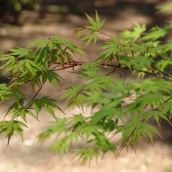 Acer palmatum / Érable du Japon