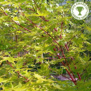 Acer palmatum 'Sango-Kaku' / Erable du Japon