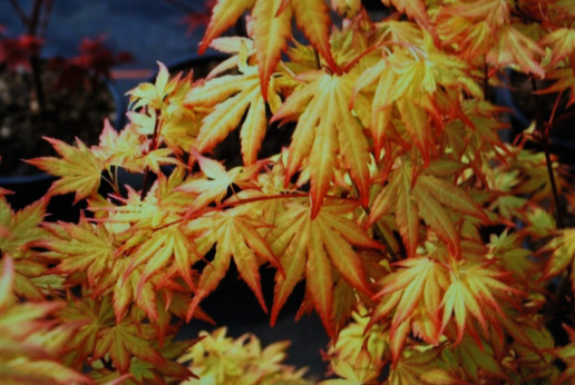 Acer palmatum 'Orange Dream' / Erable du Japon