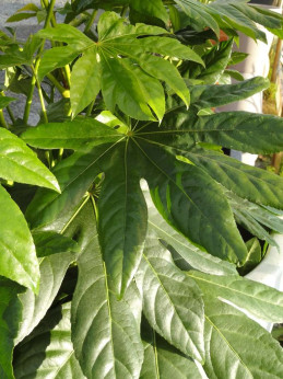 Fatsia japonica / Aralia japonica