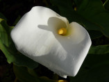 Zantedeschia aethiopica variété géante / Arum blanc