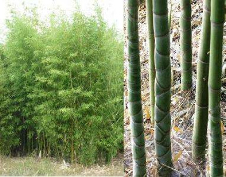 Phyllostachys aurea / Bambou doré