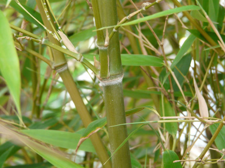 Bambou Phyllostachys Nigra Henonis