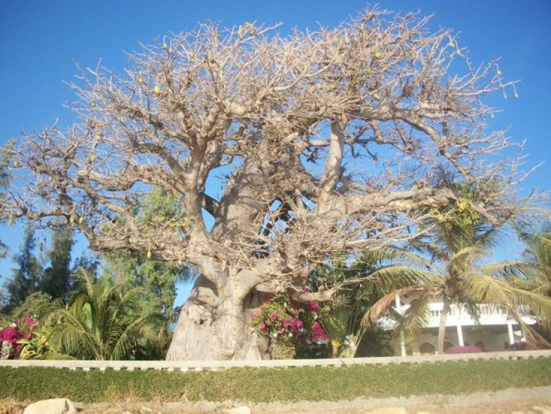 adansonia digitata  Baobab Africain / Arbre bouteille