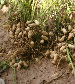Cacahuète Arachis hypogea