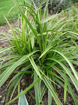 Carex morrowii 'Variegata' / Laîche