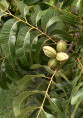 Carya illinoensis pawnee / Noix de pécan / Pacanier