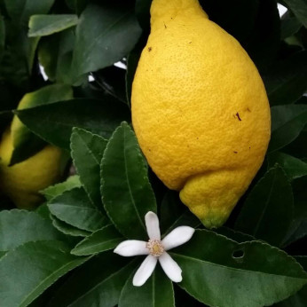 Citrus limon 'Lunario' / Citronnier '4 saisons'