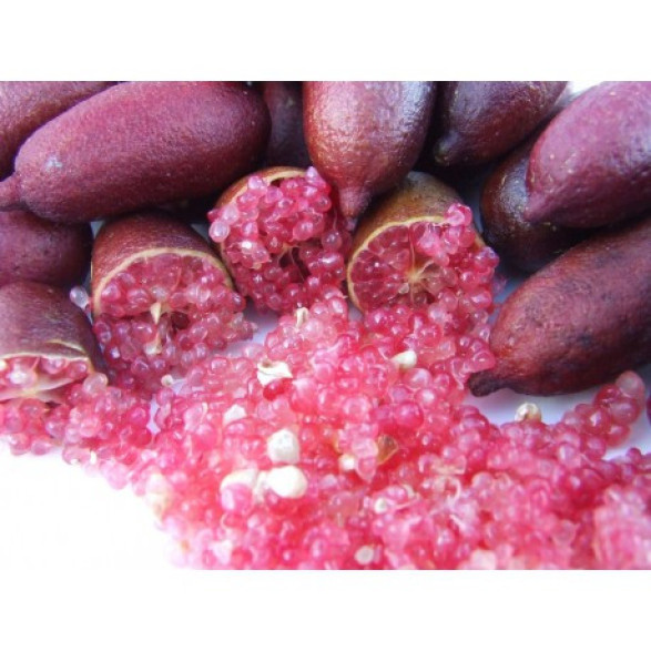 Microcitrus x austalasica 'Red' / Caviar