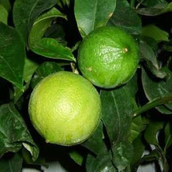 Citrus bergamia calabreze / Citronnier bergamote