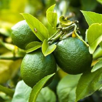 Citrus aurantifolia / Citronnier vert