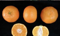 Citrus x clementina 'Arrufatina' /Clémentinier