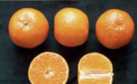 Citrus x clementina 'Clemenrubi®' / Clementinier