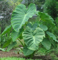Colocasia Jack's Giant