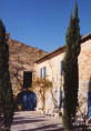 Cupressus stricta / Cypres de Provence