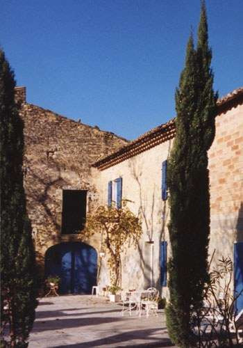 Cupressus stricta / Cypres de Provence