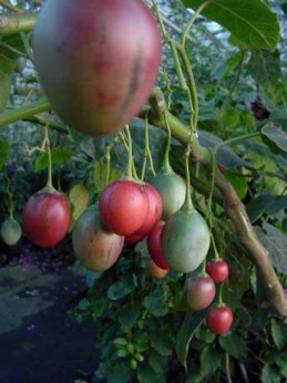 Cyphomendra betacea / Tamarillo / Arbre à tomates (rouge)
