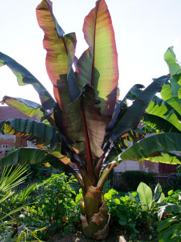 Ensete ventricosum 'Maurelii' / Bananier rouge d'Abyssinie