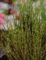 Prêle japonaise naine Equisetum scirpoides