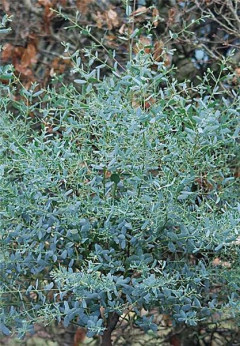 Eucalyptus gunnii 'France Bleu®' / Gommier