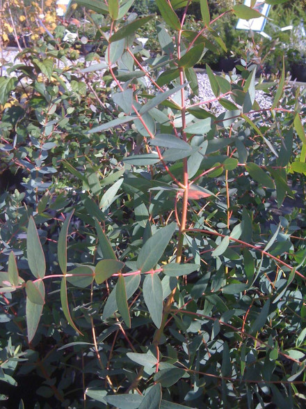 Eucalyptus parvifolia / Gommier à petites feuilles