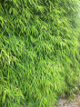 Fargesia angustissima / Bambou non traçant