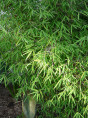 Fargesia angustissima / Bambou non traçant