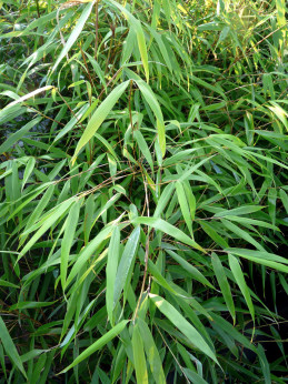 Fargesia scabrida 'Asian wonder' / Bambou non traçant
