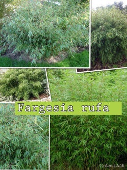 Fargesia 'Rufa' / Bambou non traçant