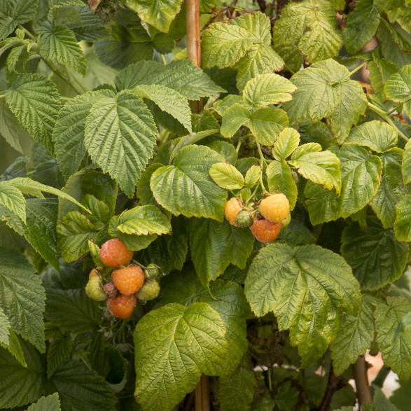 Rubus idaeus 'Fallgold' / Framboisier remontant