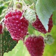 Rubus idaeus 'Malling promise' / Framboisier non remontant