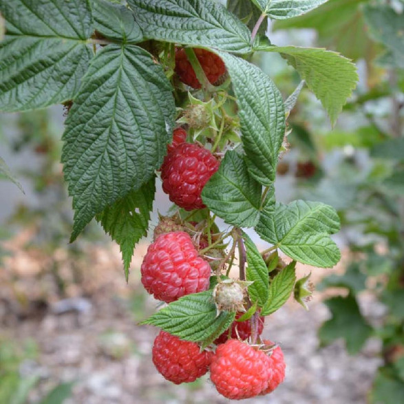 Rubus Idaeus 'September' / Framboisier (remontant)