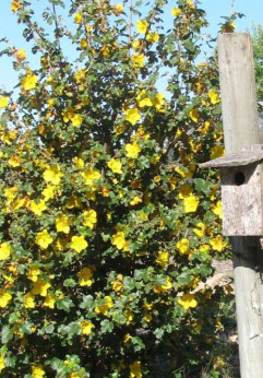Fremontodendron 'Californicum glory'