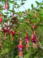Fuchsia regia 'Reitzii' / Fuchsia comestible