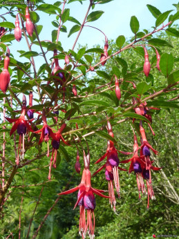 Fuchsia regia 'Reitzii' / Fuchsia comestible