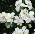 Gardenia jasminoides 'Kleim's hardy' / Gardenia rustique