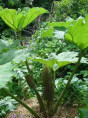 Gunnera manicata / VRAI Rhubarbes géante du Brésil