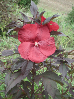 Hibiscus carroussel géant red