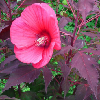 Hibiscus carroussel pink passion