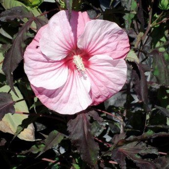 Hibiscus carrousel 'Pink candy'