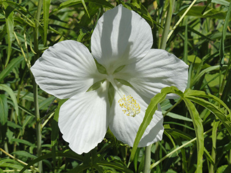 Hibiscus coccinea 'alba'