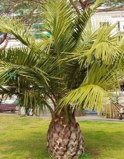 Palmier Jubaea chilensis (cocotier du Chili )