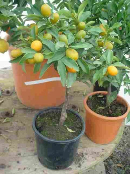 Citrus fortunella margarita / Kumquat ovale
