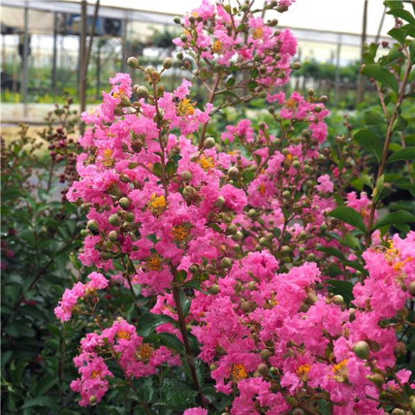 Lagerstroemia indica 'Rose vif' / Lilas des Indes