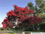Lagerstroemia indica 'Red imperator' / Lilas des Indes