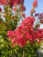 Lagerstroemia indica 'Rosea' / Lilas des Indes