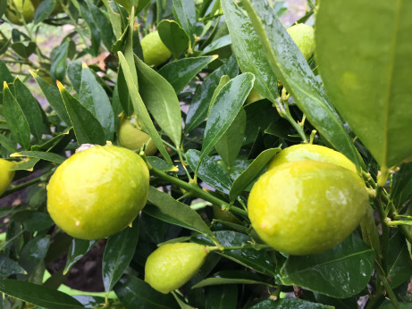 Citrus floridana / Limequat
